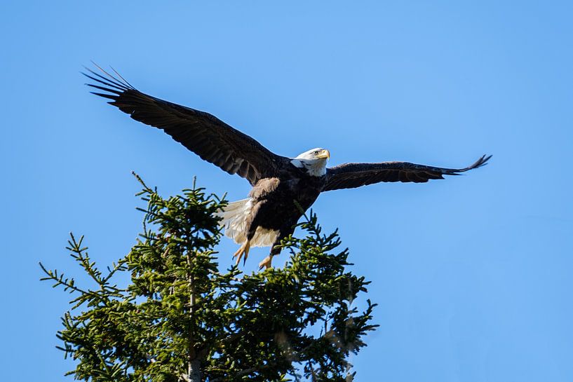 Weißkopfseeadler von Joke Beers-Blom