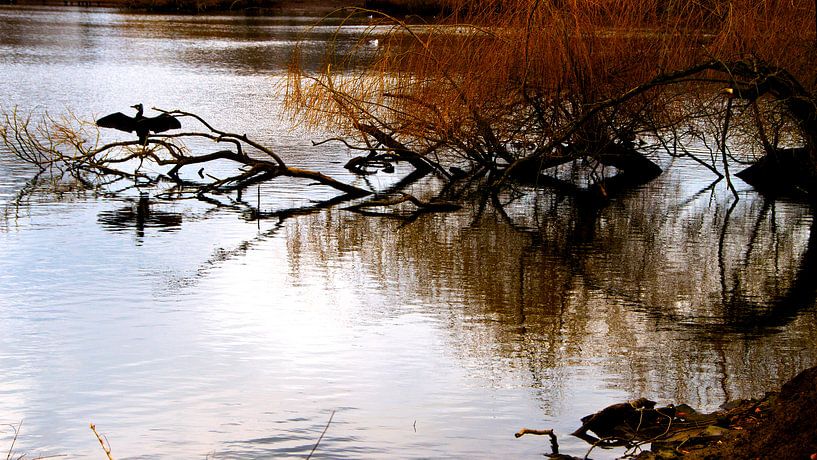 Aalscholver droogt zijn veren by Ina Hölzel