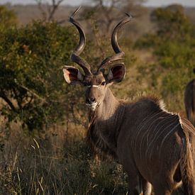 Impala in het Kruger Park, Zuid-Afrika van Joost Jongeneel