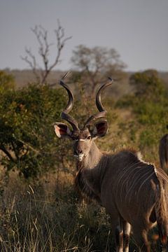 Impala in het Kruger Park, Zuid-Afrika van Joost Jongeneel