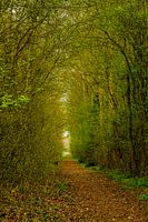 Lente bos