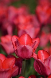 Tulpen von Photo's by Tanja