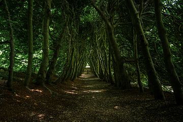 het groene bedstee, imposante beukentunnel van Kim Weijland