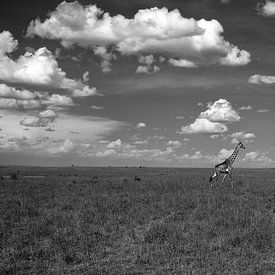 Giraffe in der Masai Mara von Angelika Stern