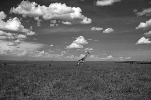 Girafe dans le Masai Mara sur Angelika Stern