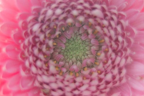 Detail van een roze gerbera