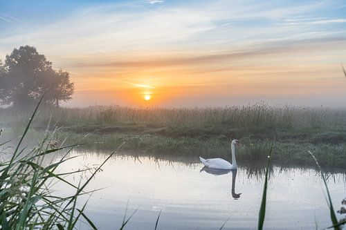 Zonsopkomst met Zwaan in de mist