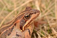 Vrouwelijke heikikker (Rana arvalis)