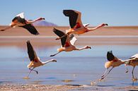 Flamingos in bolivia by Daniël Schonewille thumbnail