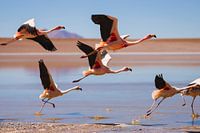 Flamingo's in bolivia