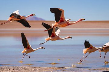 Flamingos in bolivia by Daniël Schonewille