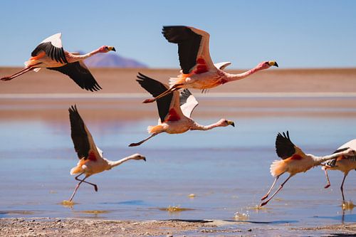 Flamingos in bolivia