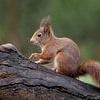 Squirrel on a tree trunk. by Astrid Brouwers