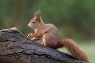 Eichhörnchen auf einem Baumstamm von Astrid Brouwers Miniaturansicht