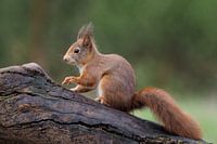 Squirrel on a tree trunk.