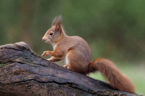 Eekhoorn op een boomstam