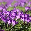 Crocus violets dans un champ d'herbe avec une couleur vive due au soleil qui brille dessus sur André Muller