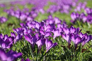 Lila Krokusse in einem Feld von Gras mit einer hellen Farbe aufgrund der Sonne