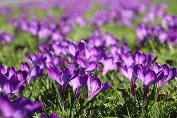 Crocus violets dans un champ d'herbe avec une couleur vive due au soleil qui brille dessus