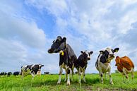 Vaches dans un champ pendant une belle journée de printemps par Sjoerd van der Wal Photographie Aperçu