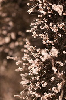 Detailaufnahme von Heideflächen in den Niederlanden