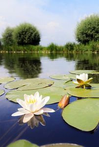 Witte waterlelies in rivier de Angstel sur Dennis van de Water