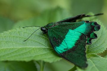 emerald swallowtail van gea strucks