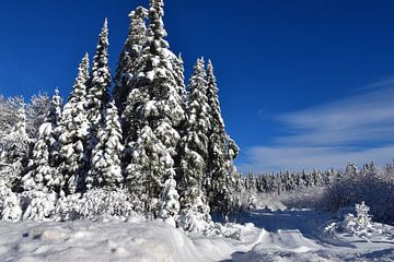 Een besneeuwd bos na de storm van Claude Laprise