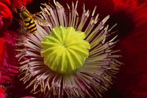 Papaver Klaproos&  Zweefvlieg