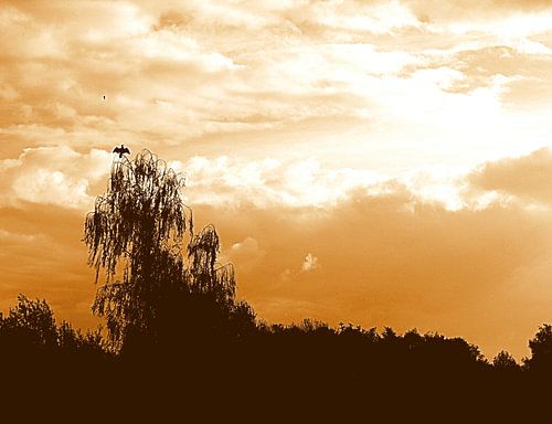 Kormoran in bedrohlichem Himmel