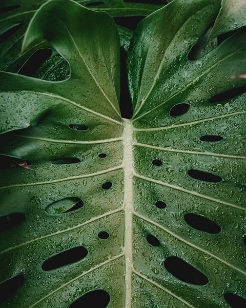 Monstera by Hello Pompoyo