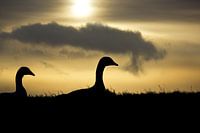 Gänse auf dem Vormarsch