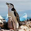 Antarctic Penguin - Analoge Fotografie! von Tom River Art