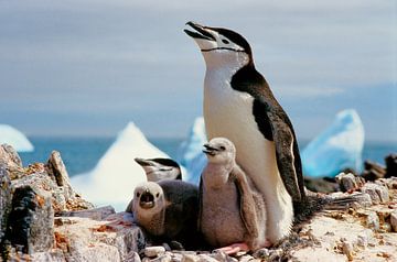 Antarctische pinguïn - Analoge fotografie! van Tom River Art