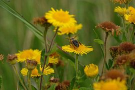 die Pracht der Unvollkommenheit von Margret Duiijvesteijn