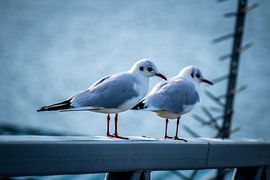 Kokmeeuwen in winterkleed by Roland van Tilborg