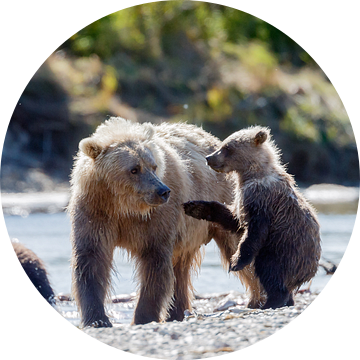 Moeder grizzly beer met jongen van Menno Schaefer