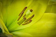 discover spring with a flower the Lily by eric van der eijk thumbnail