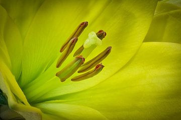 den Frühling mit einer Blume, der Lilie, entdecken von eric van der eijk