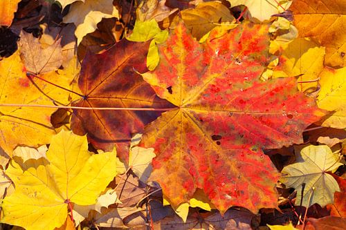 Rotes Ahornblatt, buntes Herbstlaub auf dem Boden liegend, Deutschland