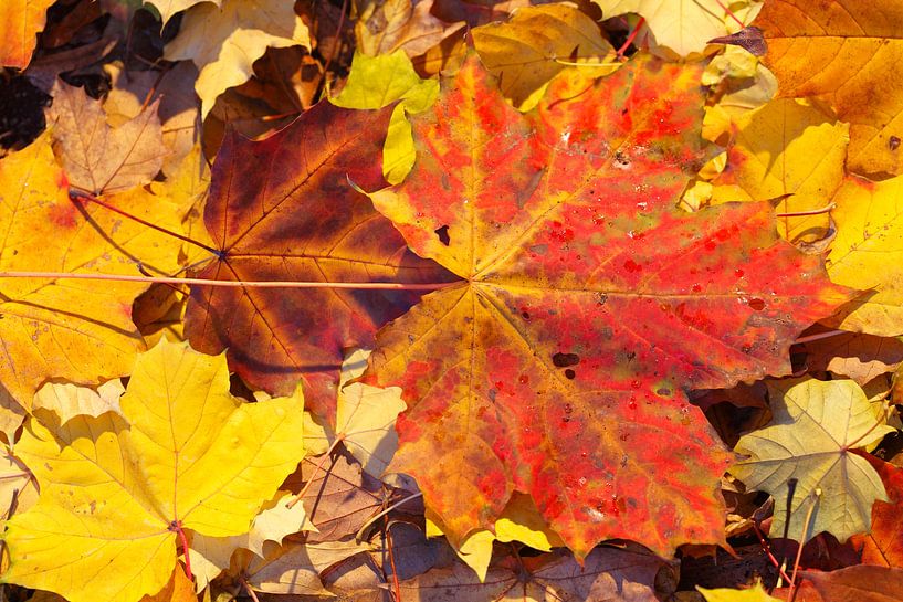 Rood esdoornblad, kleurrijk herfstblad dat op de grond ligt, Duitsland van Torsten Krüger