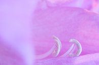 Colorful spring flowers extreme closeup purple pink by Marieke Feenstra thumbnail