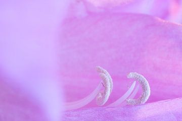 Bunte Frühlingsblumen in extremer Nahaufnahme violett-rosa