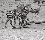 Zebra in Etosha National Park in Namibia, Africa by Patrick Groß thumbnail