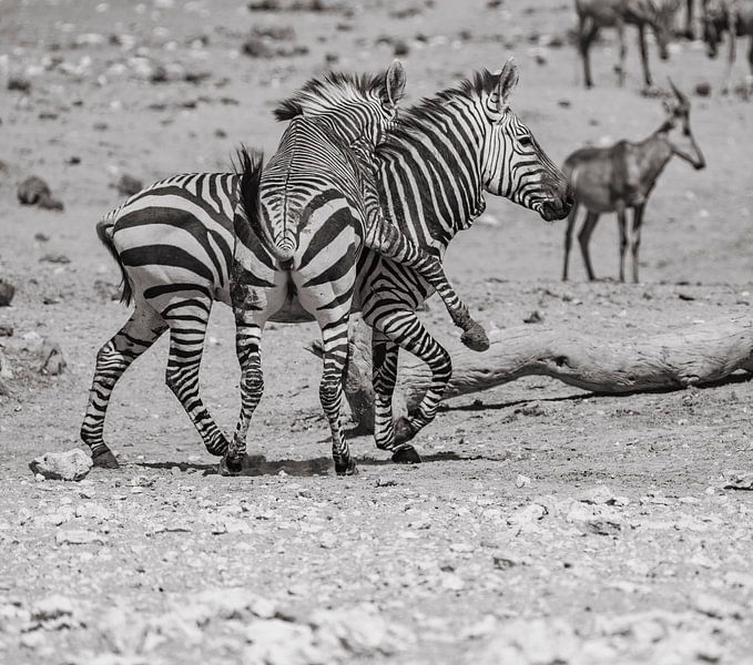 Zebra in Etosha National Park in Namibia, Africa by Patrick Groß