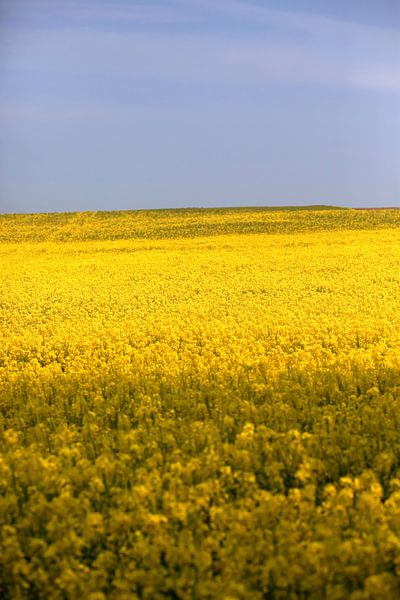 Rapsfeld von Thomas Jäger