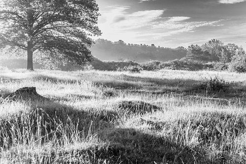Heideveld in vroege ochtend zon zwart wit