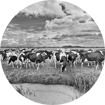 Kudde koeien in een weide met een vijvertje van Tony Vingerhoets