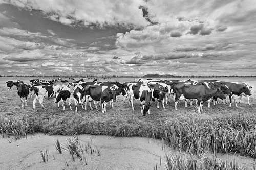 Herd of cows in a meadow with a pond