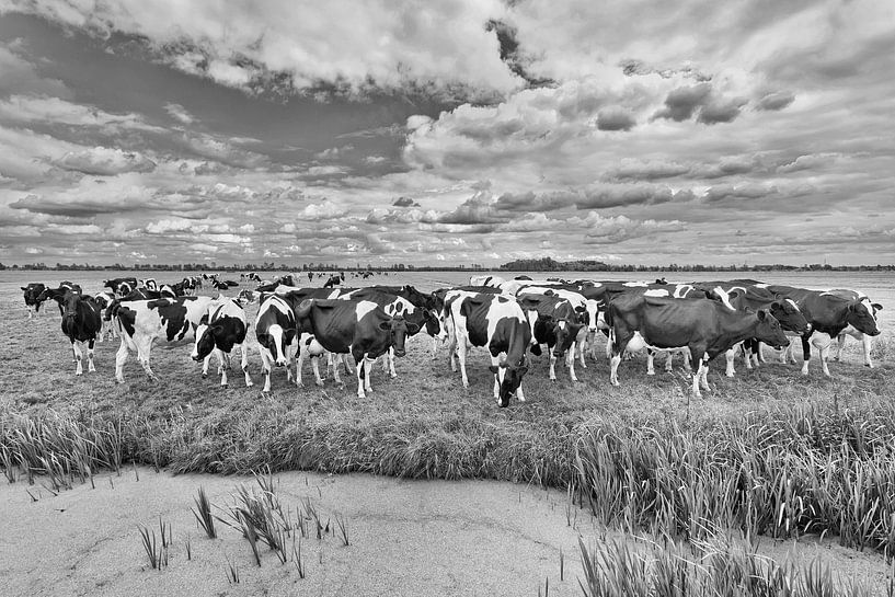 Herd of cows in a meadow with a pond by Tony Vingerhoets